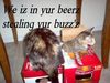 beer_cats.jpg