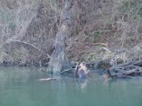 Stump.jpg