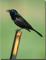 Commongrackle01.jpg