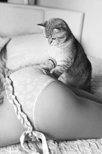 cat massage.jpg